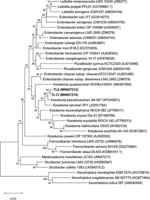 Development and Application of Low-Cost and Eco-Sustainable Bio-Stimulant Containing a New Plant Growth-Promoting Strain Kosakonia pseudosacchari TL13